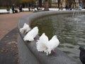 White doves with fluffy tail near the fountain