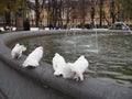 White doves with fluffy tail near the fountain