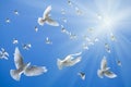 White doves flying
