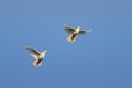 white doves flying on blue sky background Royalty Free Stock Photo
