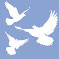 White doves flying