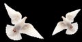 White doves flying isolated on black on background Royalty Free Stock Photo
