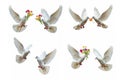 White doves holding flowers in flight, isolated against a clean white background Royalty Free Stock Photo