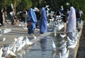 White doves and people outside the Blue Mosque in Mazar i Sharif, Afghanistan