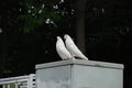 White doves in the public city park