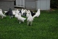 White doves in the public city park