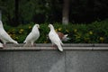 White doves in the public city park