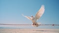 white doves on a rope on a background of blue sky