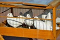 White doves sit for iron rods in a wooden cage. Royalty Free Stock Photo