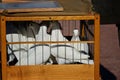 White doves sit in a wooden cage. One of them looks at the camera. Royalty Free Stock Photo