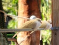 White Doves sleeping Royalty Free Stock Photo