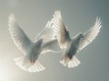 White doves soaring through a clear blue sky Royalty Free Stock Photo