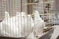 White doves Royalty Free Stock Photo