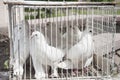 White doves Royalty Free Stock Photo