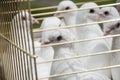 White doves Royalty Free Stock Photo