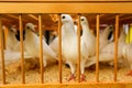 White doves on a sunny day in a wooden cage Royalty Free Stock Photo