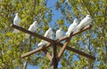 White doves - a symbol of peace and love Royalty Free Stock Photo