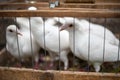 White doves for a wedding in a birdcage, white bird in a cage Royalty Free Stock Photo