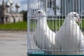 White doves for a wedding in a birdcage, white bird in a cage Royalty Free Stock Photo