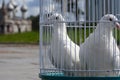 White doves for a wedding in a birdcage, white bird in a cage Royalty Free Stock Photo