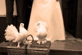 White Doves and a wedding couple