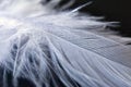 White down feather on black background