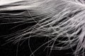 White down feather on black background, close up, macro Royalty Free Stock Photo