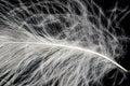 White down feather on black background, close up, macro Royalty Free Stock Photo