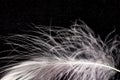White down feather on black background, close up, macro Royalty Free Stock Photo