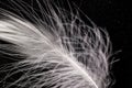 White down feather on black background, close up, macro Royalty Free Stock Photo