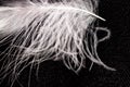 White down feather on black background, close up, macro Royalty Free Stock Photo