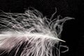 White down feather on black background, close up, macro Royalty Free Stock Photo