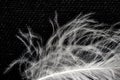 White down feather on black background, close up, macro Royalty Free Stock Photo