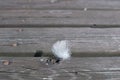 White downy feather