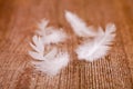 White downy feathers