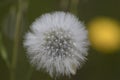 The white downy flower in nature Royalty Free Stock Photo