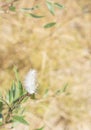 White downy fluffy feather in peaceful scene