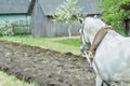 White draft horse at freshly ploughing field furrows background Royalty Free Stock Photo