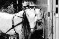 White draft horse team Royalty Free Stock Photo