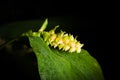 White dragon flower