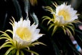 White dragon fruits flower blooming hylocereus on climber planting floral nature background