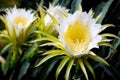 White dragon fruits flower blooming hylocereus on climber planting floral nature background