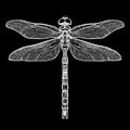 White dragonfly Aeschna Viridls, isolated on black background. Dragonfly tattoo sketch. Coloring books. Hand-drawn