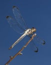 White dragonfly Royalty Free Stock Photo