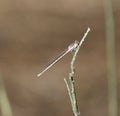 White dragonfly on a stick prepared to look for prey