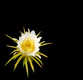 White dragonfruit flower over black Royalty Free Stock Photo