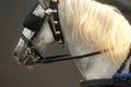 White draught horse head with grey background Royalty Free Stock Photo