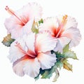 White Dream Hibiscus Watercolor Painting On White Background