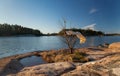 White dress hanging on a leafless tree by sea Royalty Free Stock Photo