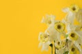 white dried flower on a yellow background